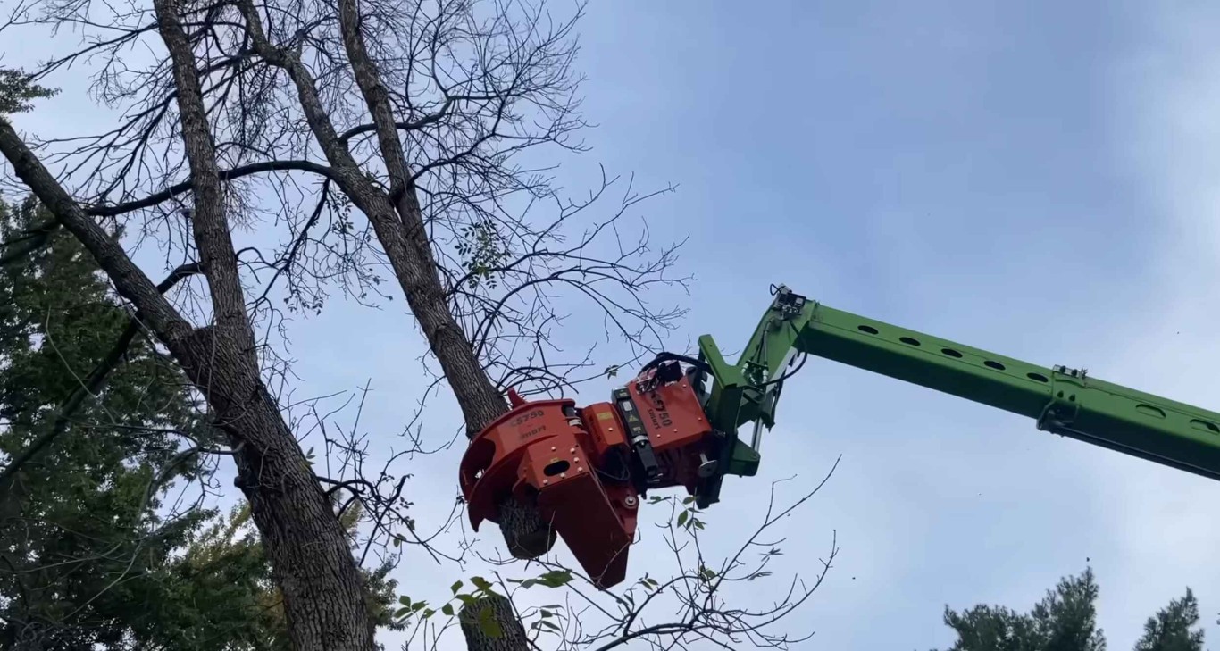Hazardous & Large Tree Removal service in Los Banos, CA